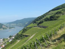 Weingut August Kesseler