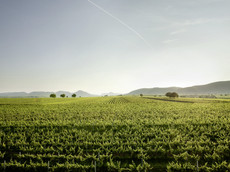 Weingut Villa Hochdörffer