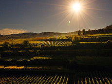 Winzergenossenschaft Königschaffhausen-Kiechlinsbergen
