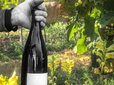 Weingut Stein