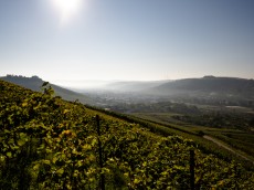 Weingut Bernhard Ellwanger