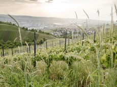 Weingut Schnaitmann