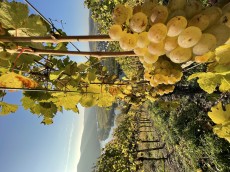 Weingut Eifel-Pfeiffer