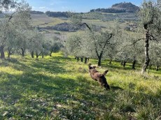 SOCIETA' AGRICOLA MAGGI S.S.