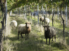 Weingut Bertram- Baltes