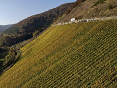 Weingut Sorentberg