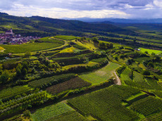 Winzergenossenschaft Königschaffhausen-Kiechlinsbergen