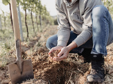 Weingut Matthias Anton