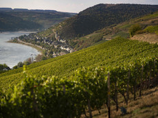 Weingut Eva Fricke GmbH & Co. KG