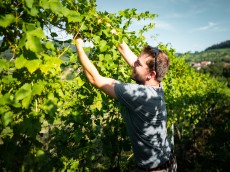 Weingut Greiner