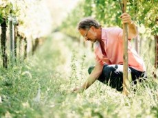Weingut Thomas Harteneck