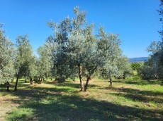 Fattoria Ramerino Soc. Agr. SRL