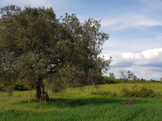 Avistria doo
