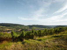 Weingut Greiner