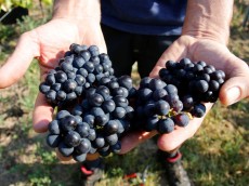 Weingut Josef Walter