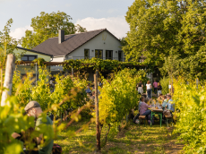 Weingut Eva Vollmer
