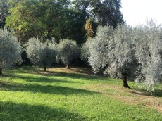Tenuta Maria Teresa