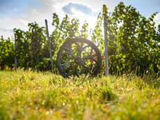 Weingut Köster-Wolf