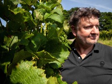 Weingut Honold