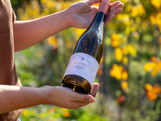 Weinbau Carolin Meyer