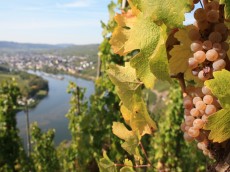 Weingut Markus Junglen