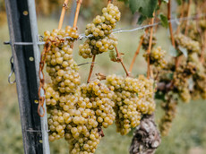 Weingut Finkenauer-Franz