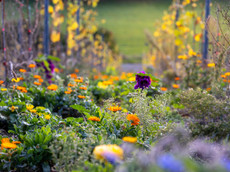 Weinbau Carolin Meyer