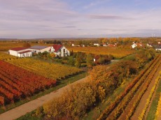 Weingut Jonas Kiefer