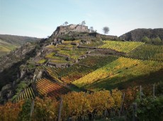 Winzergenossenschaft Mayschoß-Altenahr