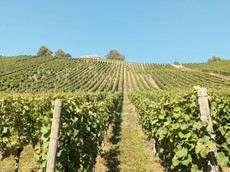 Weingut Egon Schäffer