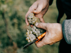 Weingut Arndt F. Werner