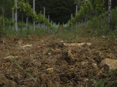 Privat-Weingut Schlumberger-Bernhart