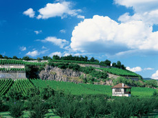 Weingut Stigler