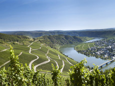 Bischöfliche Weingüter Trier