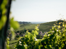 Weingut Sommerhalter
