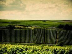 Weingut Espenhof / Nico Espenschied