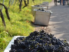 Weingut Schnaitmann