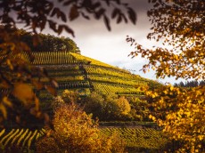 Weingut Martin Waßmer
