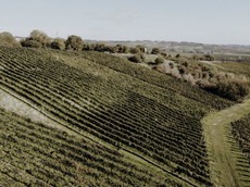 Weingut Braunewell