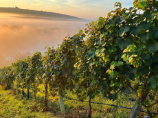 Weingut Rainer Sauer