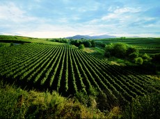 Weingut Knab