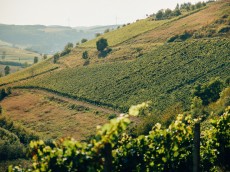 Weingut Hahnmühle