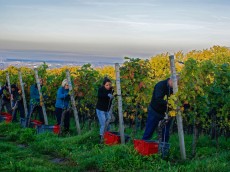 Weingut Siegbert Bimmerle