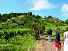 Weingut Drei Herren