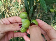 Aceites Yllanes Marini SL