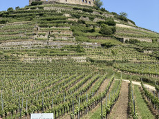 Weingut Fritz Waßmer