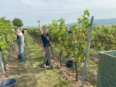 Weingut Sascha Montigny