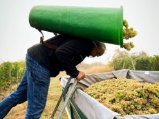 Weingut Johannes Haas