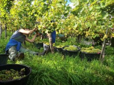Weingut Brüder Dr. Becker