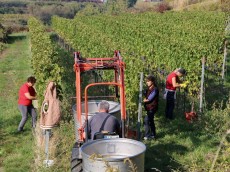 Weingut Leopold Schätzle